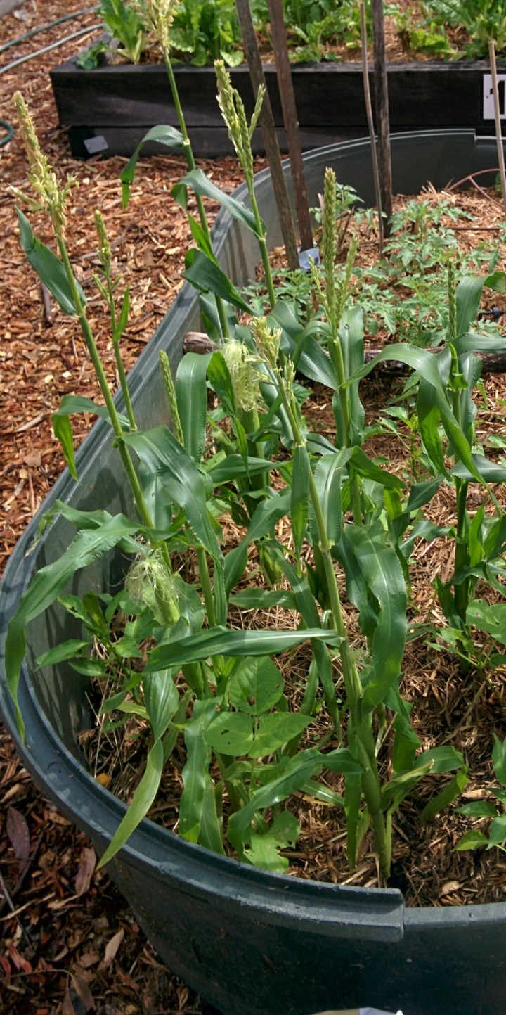 img_20161112_092957-corn-development-in-drought
