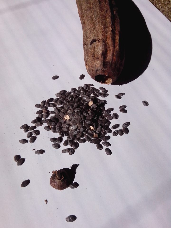 lufa-luffa-img_20130722_113112