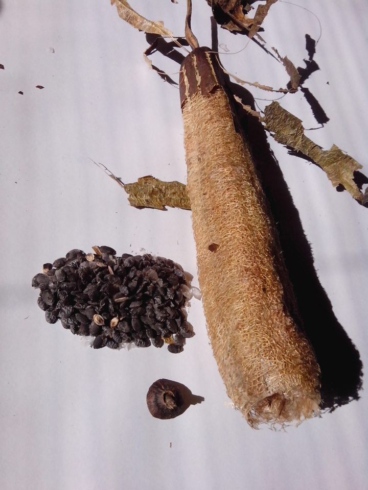 lufa-luffa-seeds-2-img_20130722_114313
