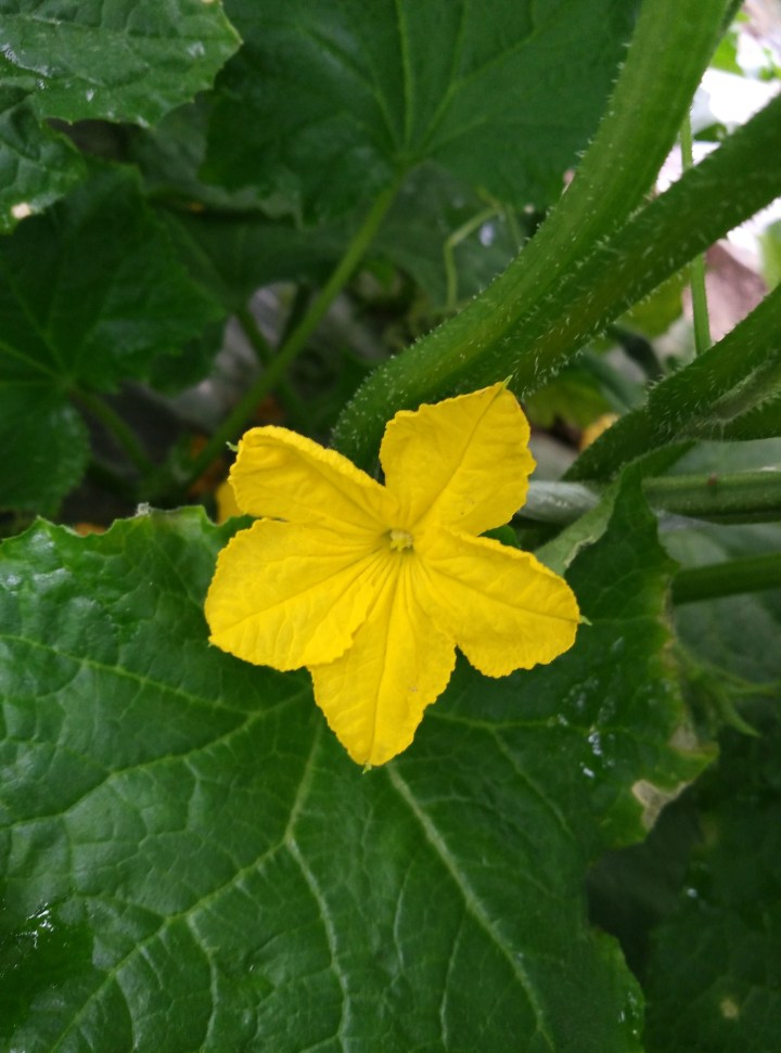 luffa-cylindrica-1560410_1920