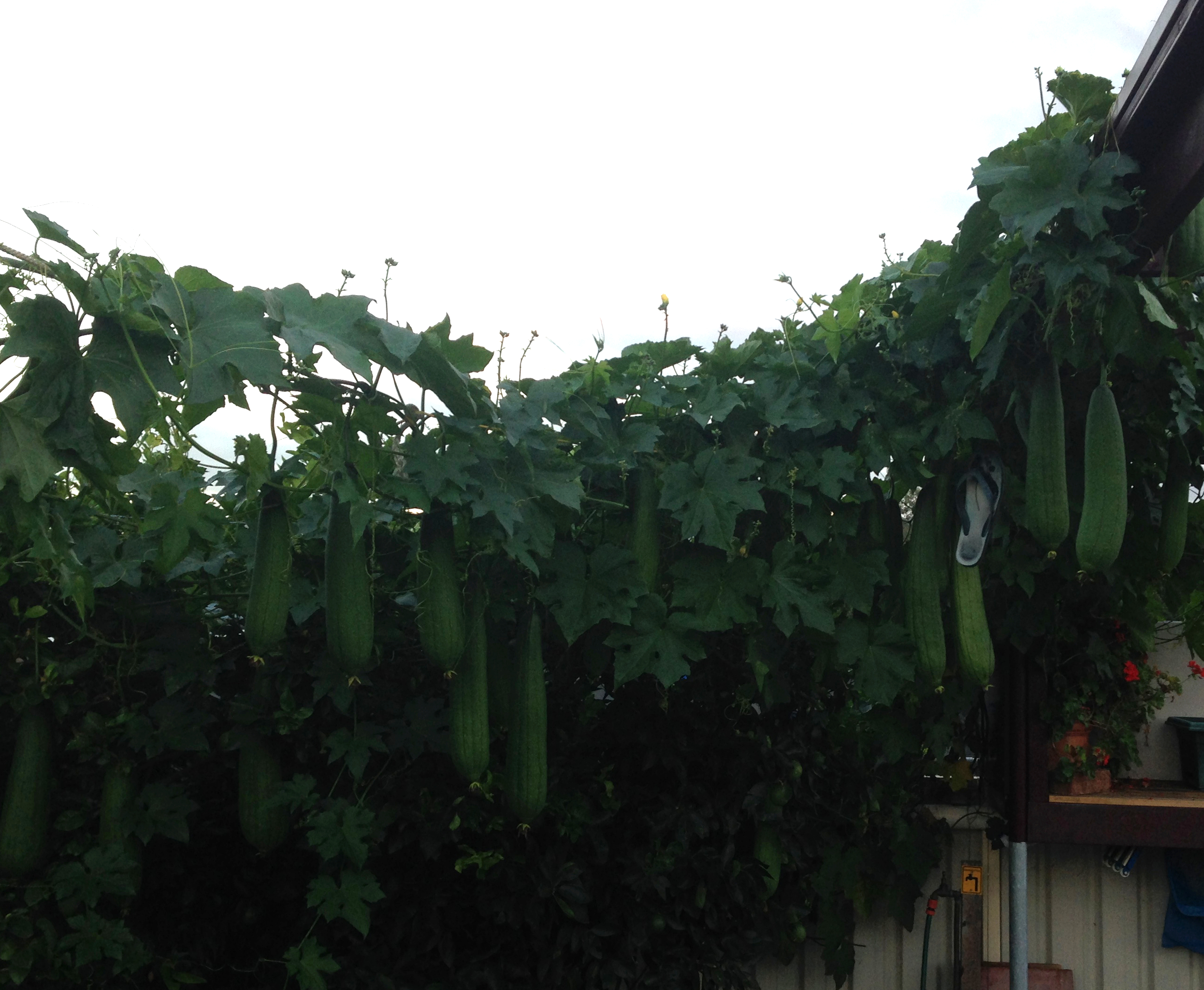 Lufer Tree Growing Luffa – The Grantham Gardener