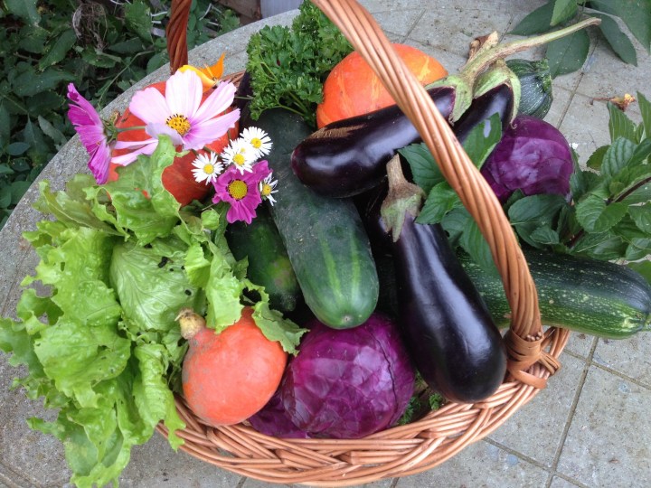 harvest-1225592_1920