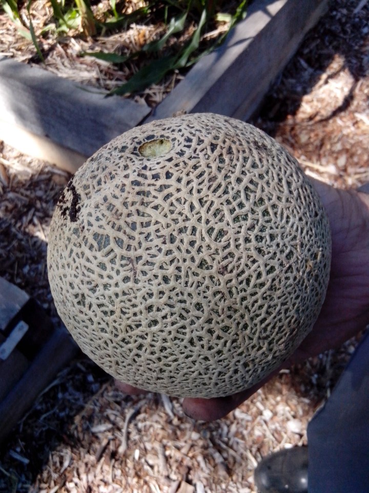 img_20140221_103604-cantloupe-2