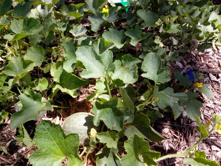 img_20151109_131936-rockmelon-3