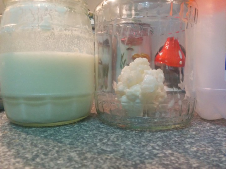 img_20161110_222522-kefir-grain-and-kefir-milk-jars