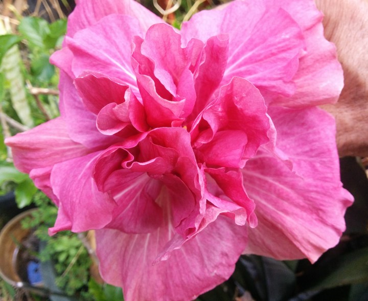 img_20161128_094649-hibiscus-margurite