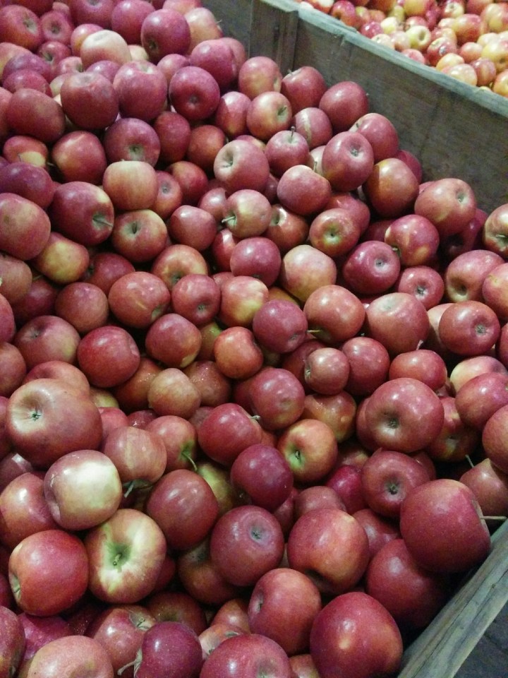 IMG_20161203_074818 (1)-Apples from Orange 8.jpg