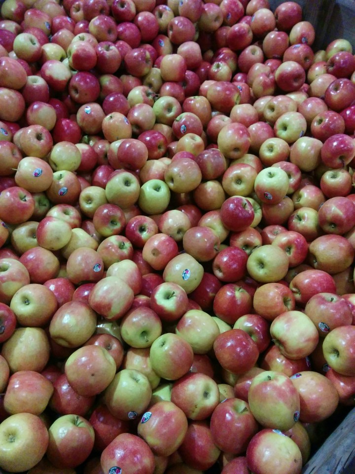 img_20161203_074826-apples-from-orange-5