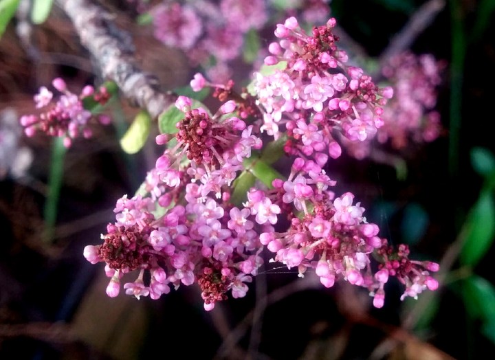 img_20161221_181036-portulacaria-afrans-flower-5