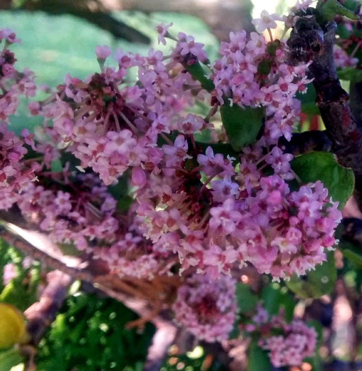 img_20161223_182429-portulacaria-afra-blossoms-3