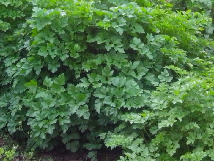 img_20130711_133959-parsley-growing