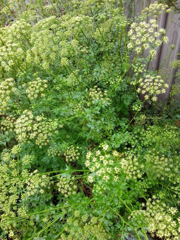 img_20151027_151620-parsley-in-flower