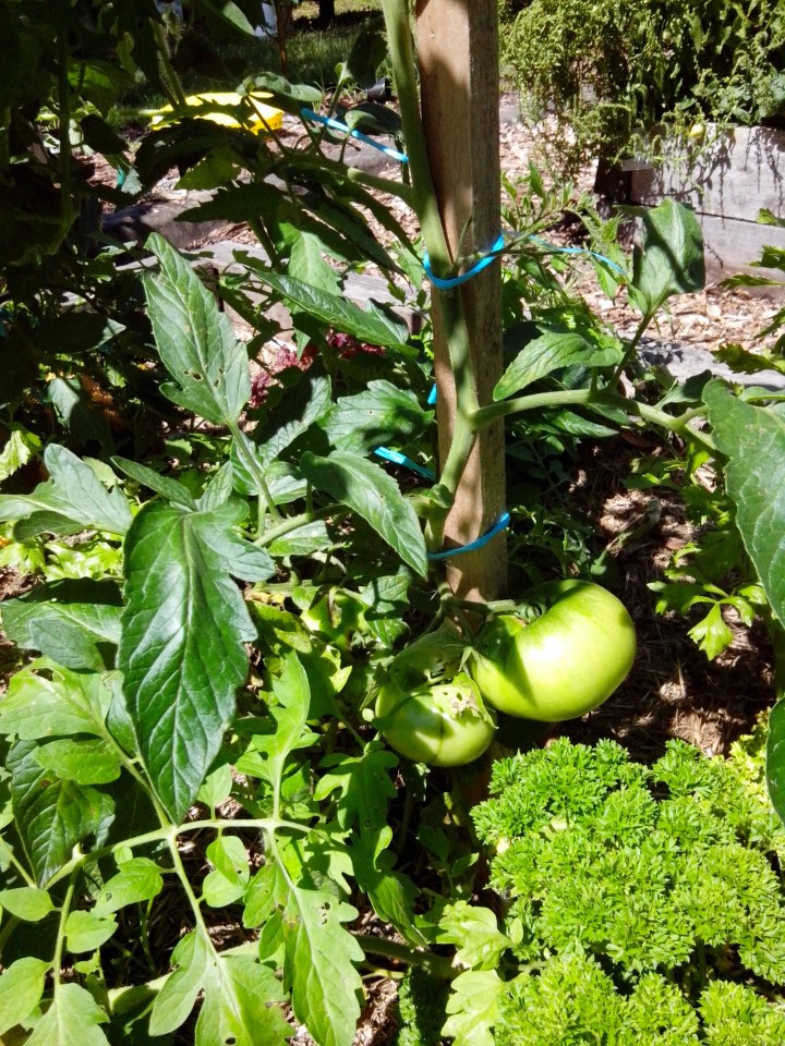 img_20151109_142543-parsley-companion-to-tomato