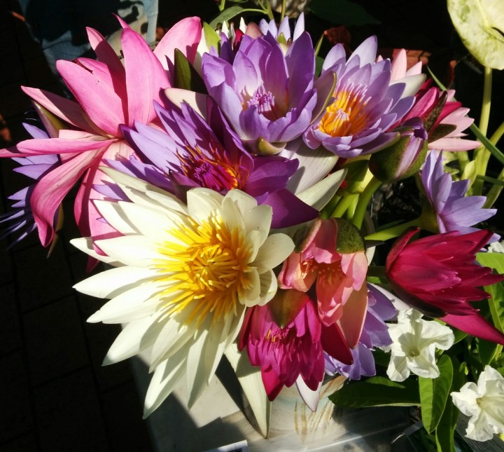 img_20160409_091121-waterlilies