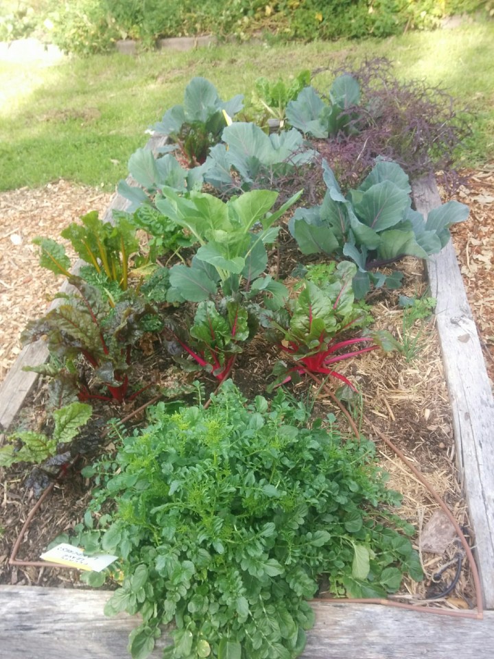 img_20160920_085150-land-cress-2