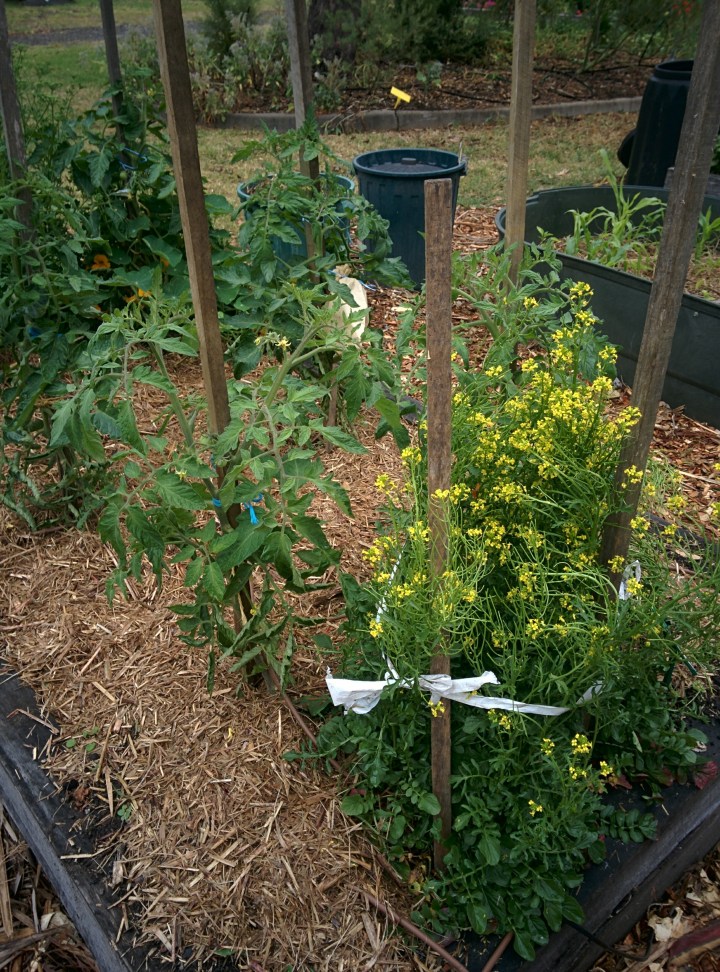 img_20161022_123350-land-cress-flowers-staked