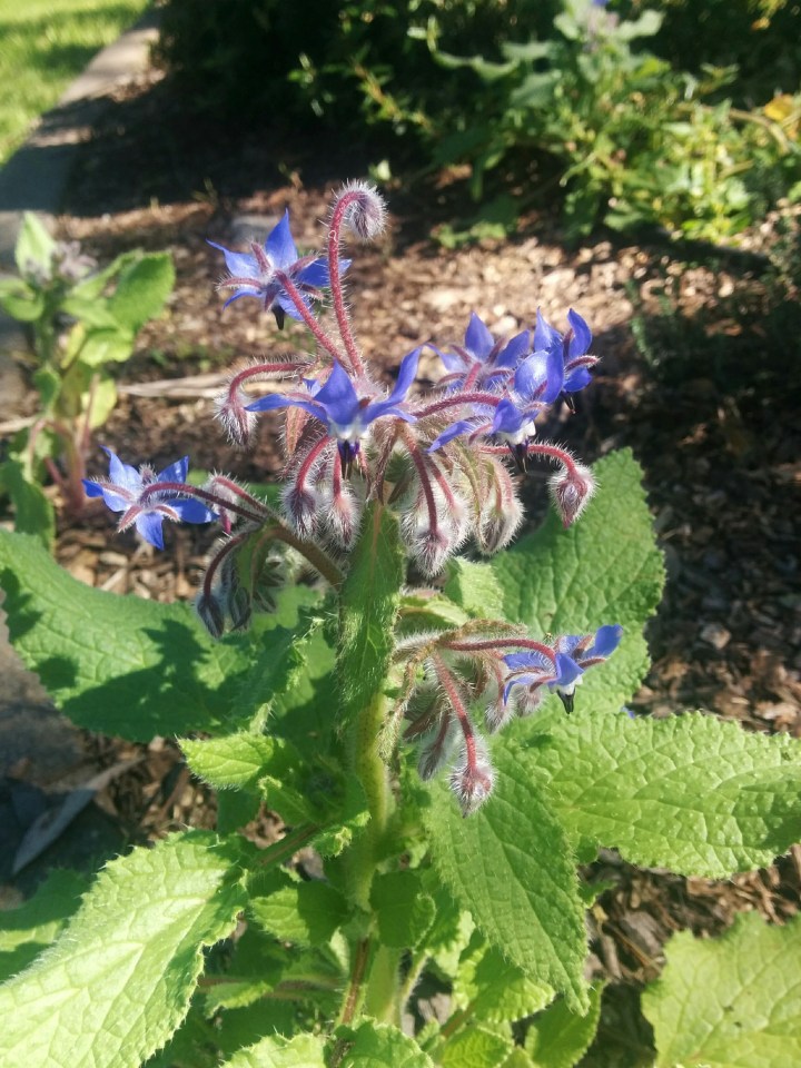 IMG_20160924_091911-Borage
