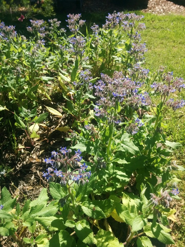 IMG_20160924_091918-Borage