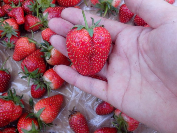 IMG_20141026_142957-Strawberry harvest