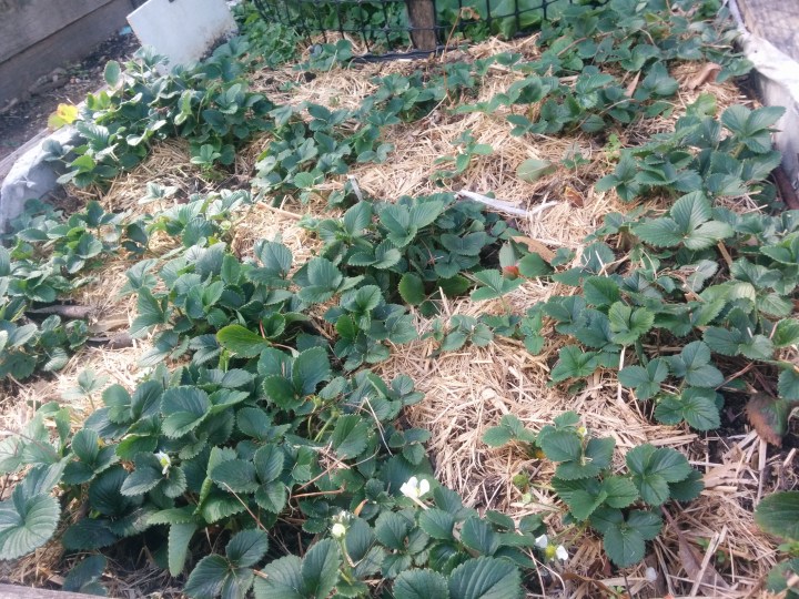 IMG_20160820_123510-Strawberry bed 1.jpg