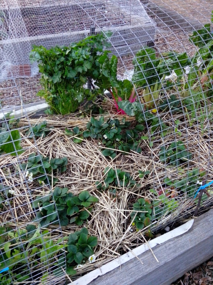 IMG_20140914_165354-Stawberry bed covering