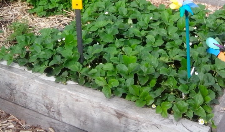 IMG_20150919_144415-Strawberries in a raised garden bed
