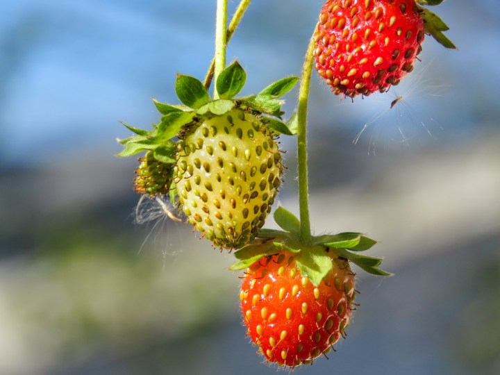 strawberries-569252_1920