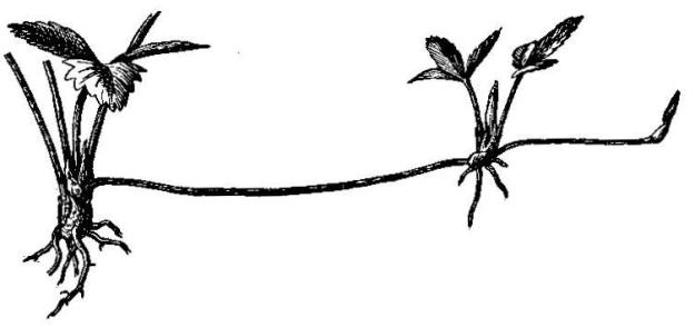 Strawberry and runner