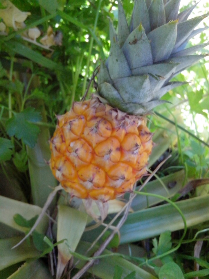 IMG_20130810_110936-Pineapple 4