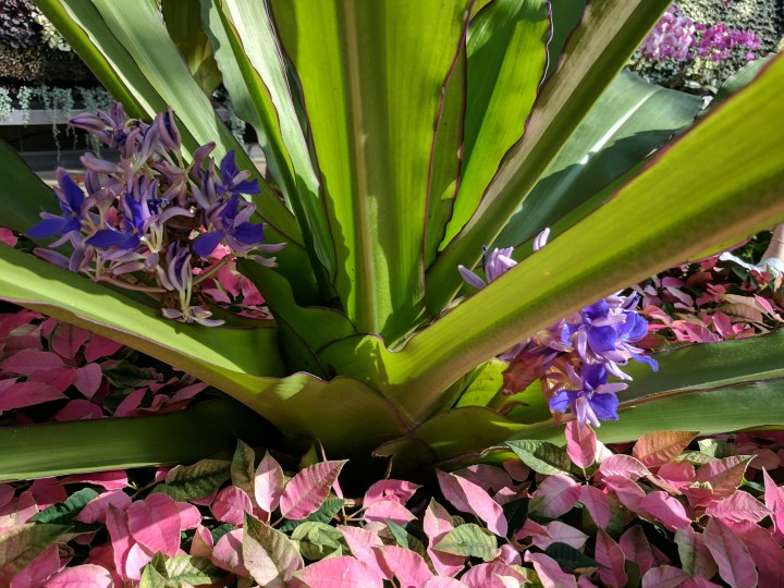 IMG_20170728_120357-Cochliostema Odoratissima