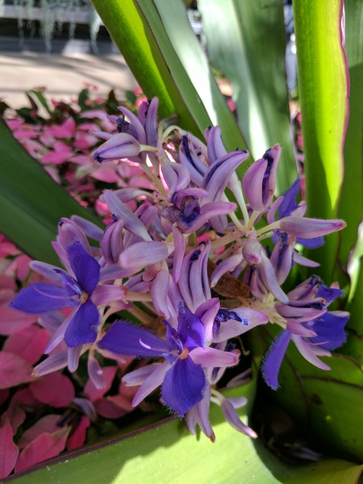 IMG_20170728_120407-Cochliostema