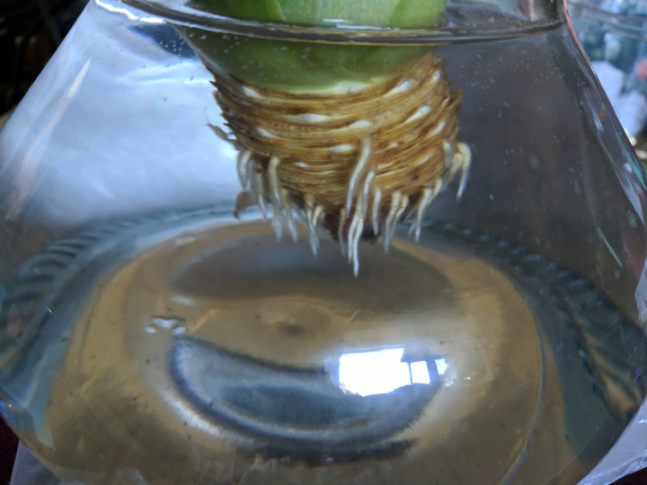 IMG_20170830_144557-Pineapple August