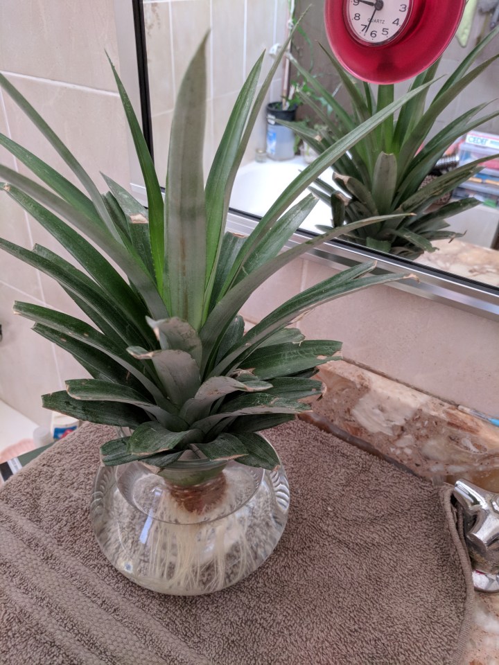 IMG_20171103_104555-pineapple 2 November 26