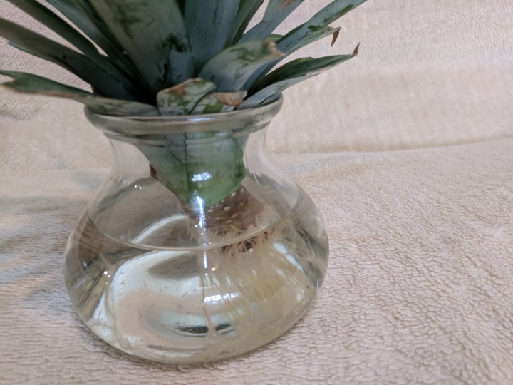 IMG_20180103_112709-Pineapple January 3