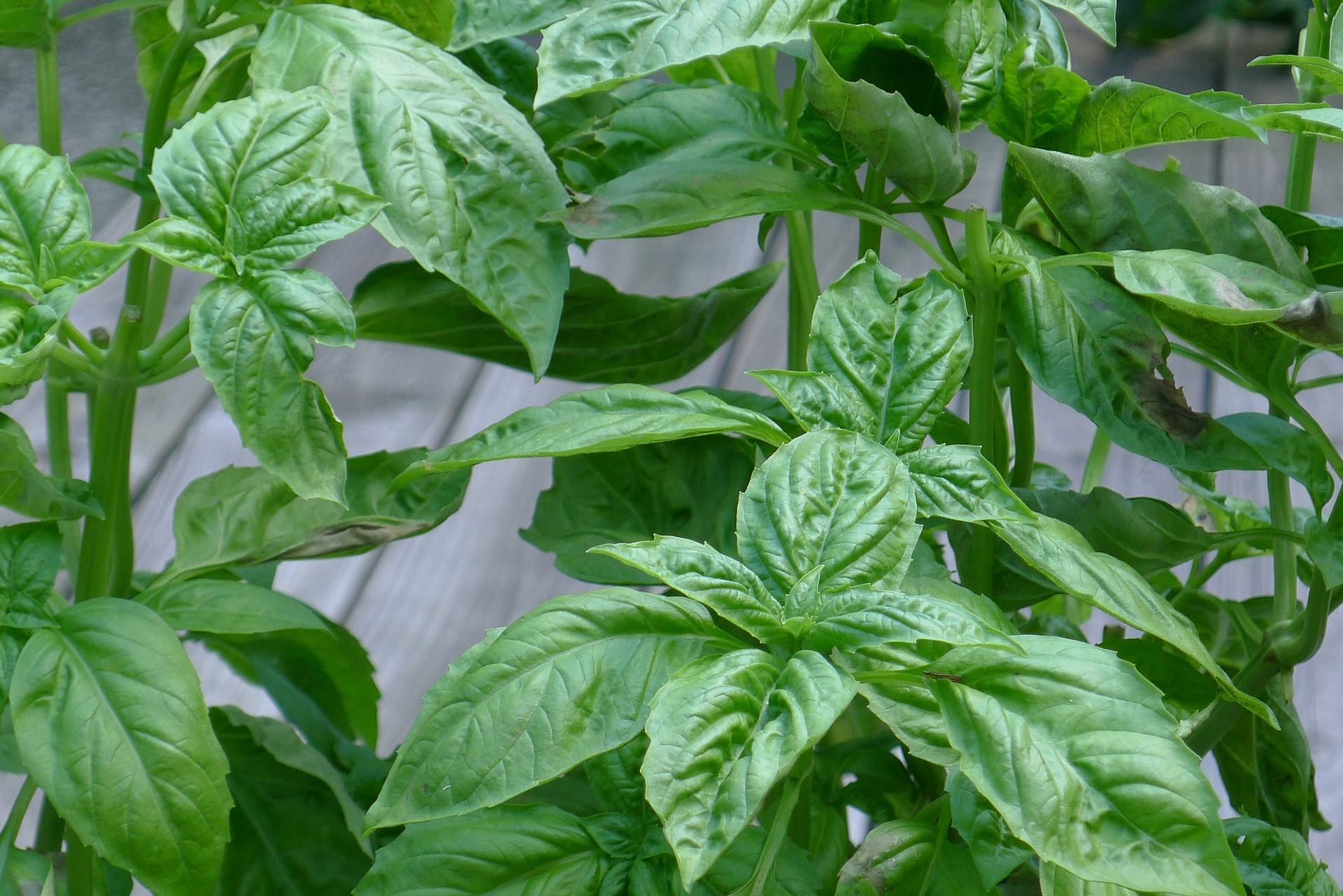 Growing Basil – The Grantham Gardener