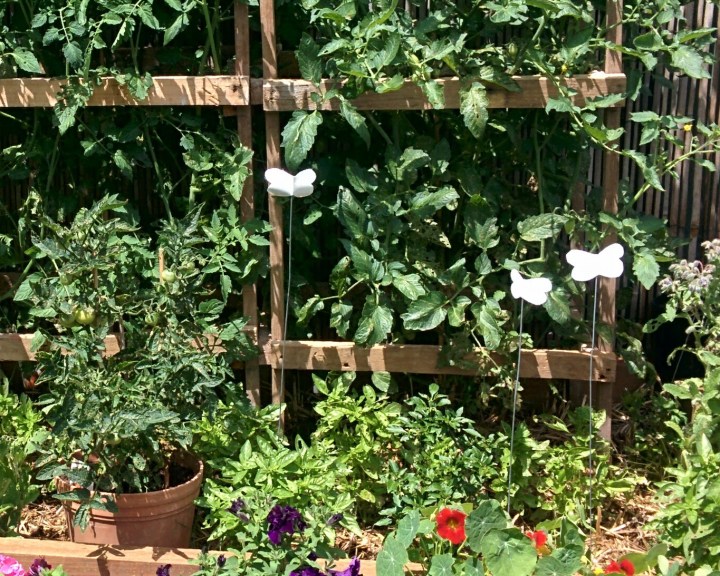 IMG_20161111_113012 Basil Companions2