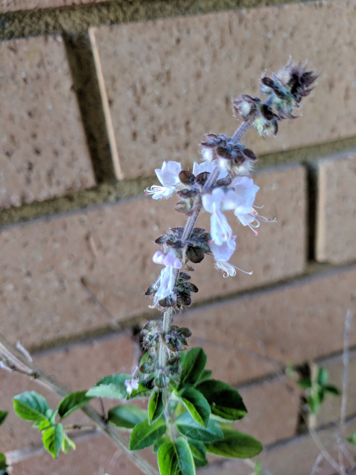 IMG_20171107_171732-Sacred basil flower