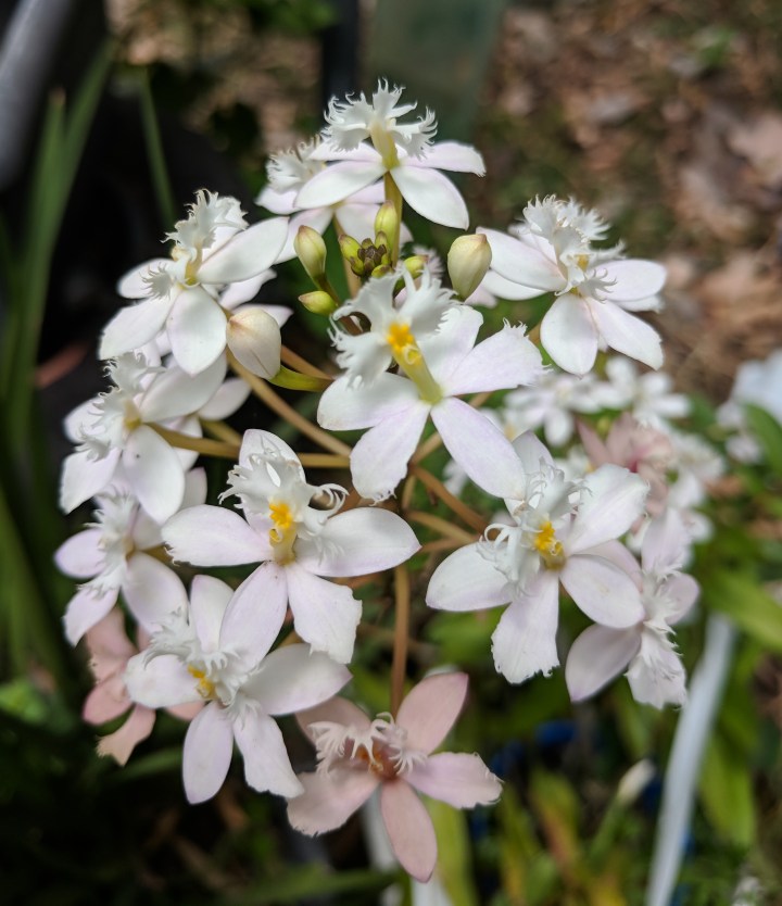 IMG_20171130_121959-Crucifix orchid 2