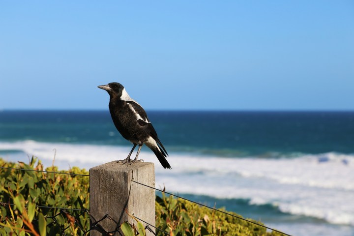 magpie-900361_1920