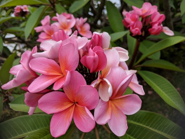 IMG_20171215_122055-Frangipani-Pink2
