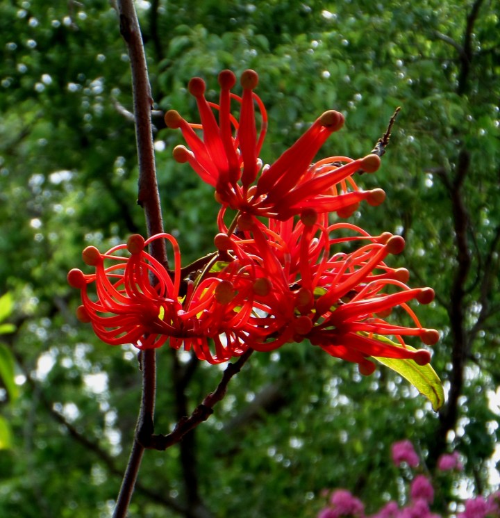 SAMSUNG CAMERA PICTURES