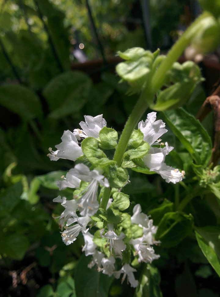 IMG_20161026_120522-Basil Flower
