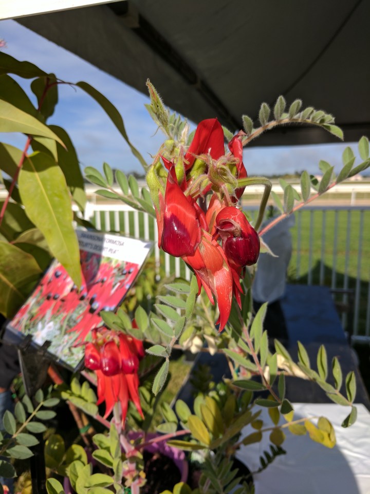 IMG_20170408_084816-Sturt's Desert Pea