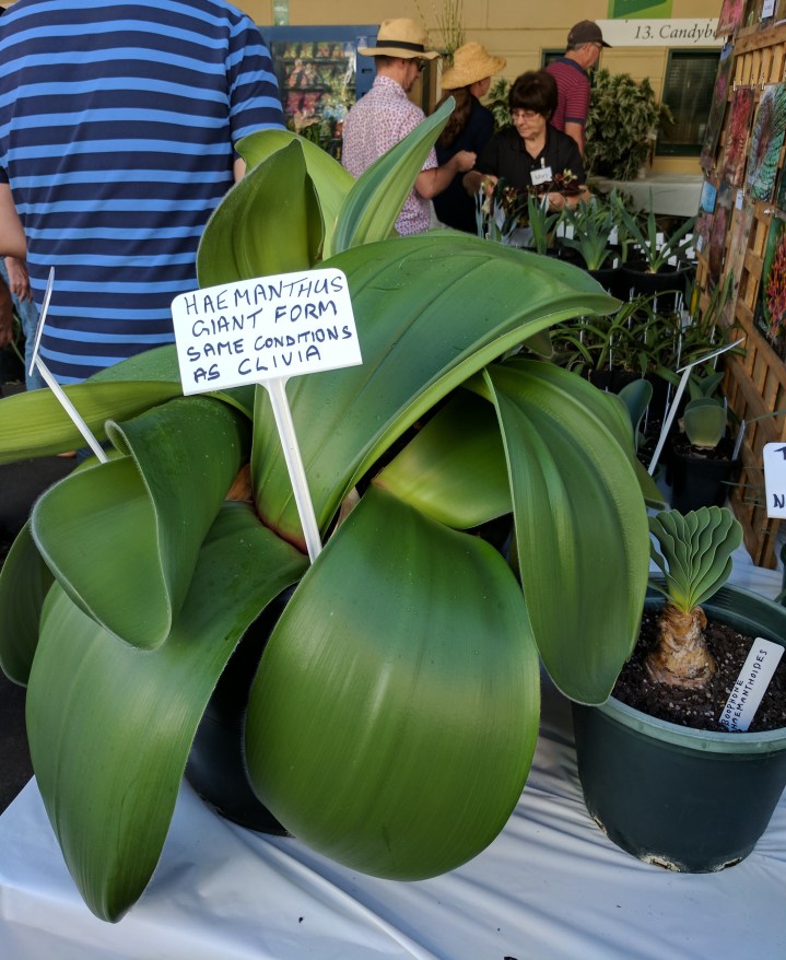IMG_20170408_091749-Haemanthus-Giant