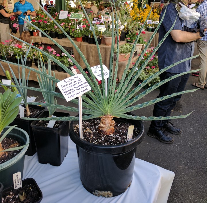 IMG_20170408_091802-Succulent2