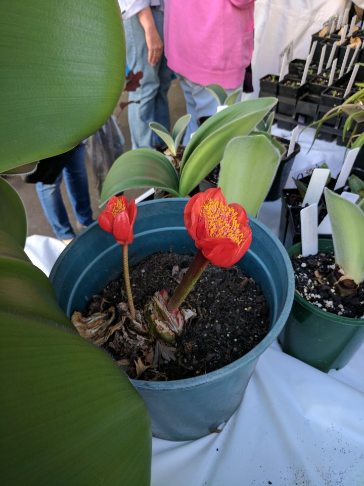 IMG_20170408_091815-Succulent flower