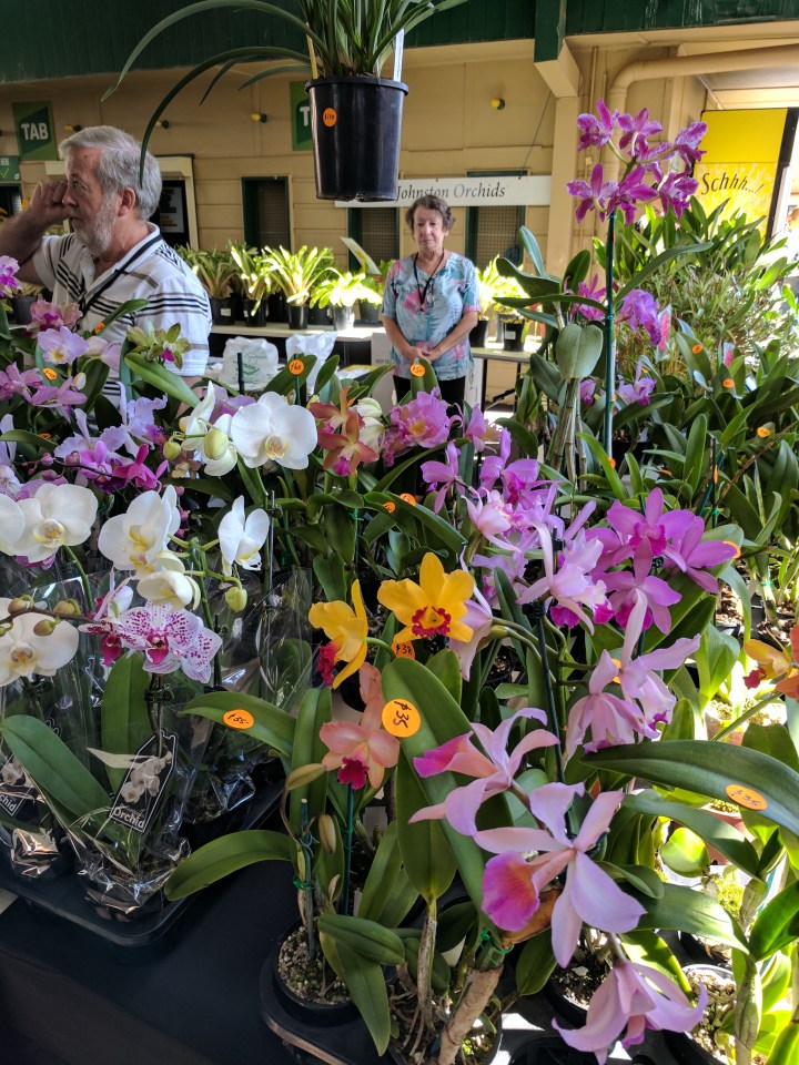 IMG_20170408_092248-orchids