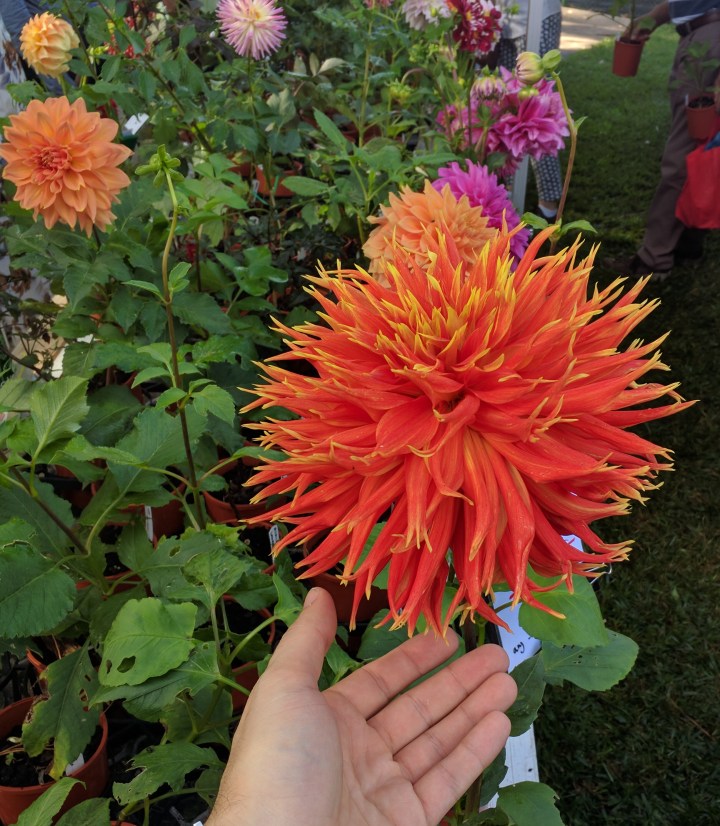 IMG_20170408_094257-large Dahlia