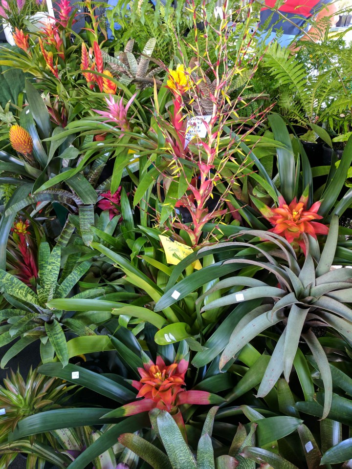IMG_20170408_094755Bromiliads2
