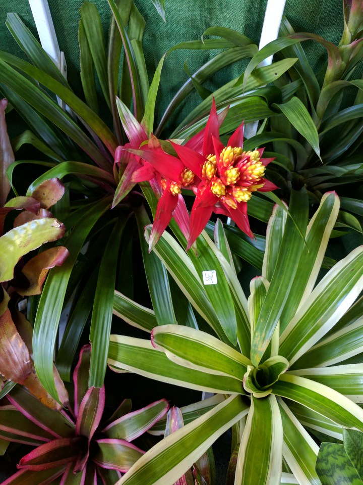 IMG_20170408_094807-Bromiliads1